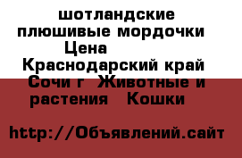 шотландские плюшивые мордочки › Цена ­ 5 000 - Краснодарский край, Сочи г. Животные и растения » Кошки   